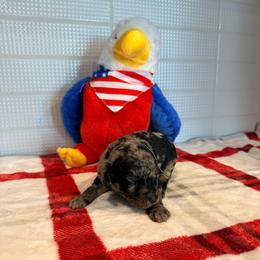 Uzbekistan - Merle male Goldendoodle puppy in Houston, Texas from Were The Mack'Doodles