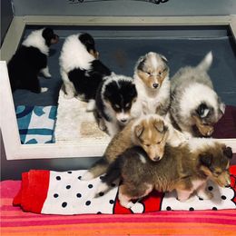 Collie puppies from Plum Creek Collies