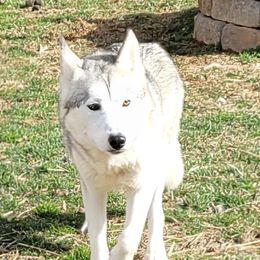 Storm - Siberian Husky