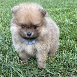 Pearl - Wolf sable female Pomeranian puppy in Ladera Ranch, California from Tinkerpoms