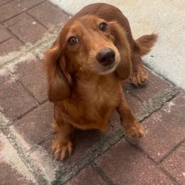 Arizona - Dachshund