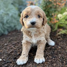 River - Apricot female Goldendoodle puppy in Twin Falls, Idaho from Magic Valley Family Doodles