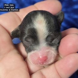 AKC - Pink Girl - White black and tan female Papillon puppy in Cadiz, Kentucky from Tiny Treasures Papillons
