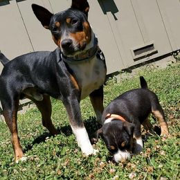 Rat Terriers from Up River Deckers