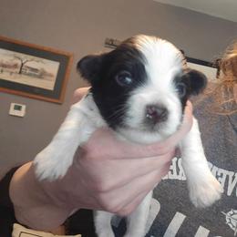 Boy4 - Chocolate male Havanese puppy in Columbus, Ohio from Havanese Puppies Columbus