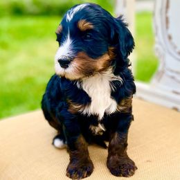 River - Tri-color male Bernedoodle puppy in Mapleton, Utah from Natural Doodle Life