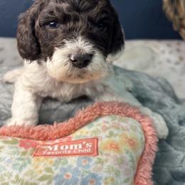 Purple - Blizzard - Parti female Goldendoodle puppy in Cleveland, Georgia from The O.G. Doodles