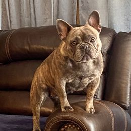 CiCi - French Bulldog