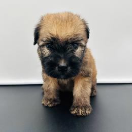 Purple - Wheaten female Soft Coated Wheaten Terrier puppy in The Colony, Texas from Wonderful Wheatens