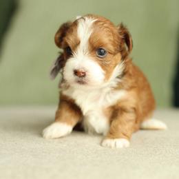 Sweet Heart - Red sable female Havapoo puppy in Eagle Mountain, Utah from Lady Paws Puppies