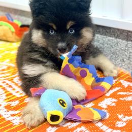 Baguette - Wolf sable male Pomsky puppy in Centerville, Iowa from LJ Kennels Pomskies, LLC