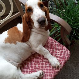 Buttercup - Basset Hound