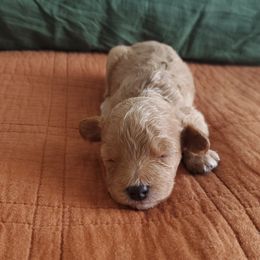 Cavapoo Puppies from Good Shepherd Homestead