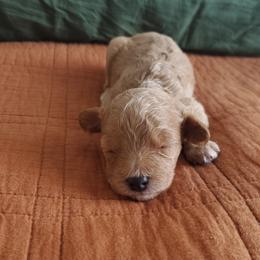 Cavapoo Puppies from Good Shepherd Homestead