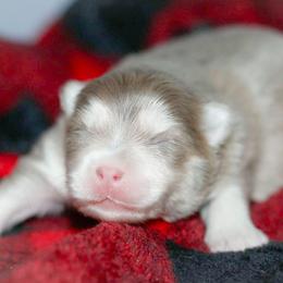 Mistletoe-Lavendar - Lavender male Pomsky puppy in Bremen, Indiana from AMS Pomeranians and Pomskies in Indiana
