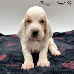 Fozzy - Lemon and white male Basset Hound puppy in Dingess, West Virginia from Tuckers' Howling Hounds