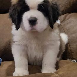 Saint Bernard Puppies from Split Rock Saints