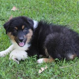 Weston - Black tri-color male Australian Shepherd puppy in Kansas, Oklahoma from Windy G Farm