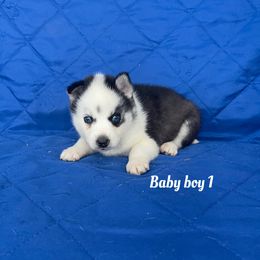 Baby boy 1 - Black and white male Siberian Husky puppy in Ocala, Florida from Florida Husky Puppies