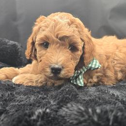 Jess - Red  male Goldendoodle puppy in Grovetown, Georgia from Snug-a-Doodles