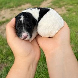 Maverick - Black and white male Aussiedoodle puppy in Hudson, Michigan from Haas Pawz