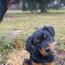 Rottweiler Puppies from Gregory Mulkeys Rottweilers