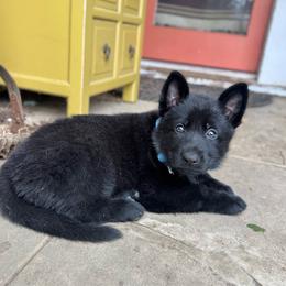 Seasmoke - Black female German Shepherd puppy in Santa Cruz, California from Von Guadachi German Shepherds & Audacity Border Collies