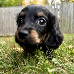 Dachshund and French Bulldog Puppies from FOSTERS FRENCHIES and DACHSHUNDS