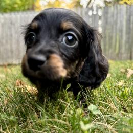 Dachshund and French Bulldog Puppies from FOSTERS FRENCHIES and DACHSHUNDS