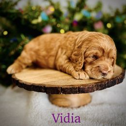 Vidia - Red  female Goldendoodle puppy in Smithville, Tennessee from Gingerdoodles
