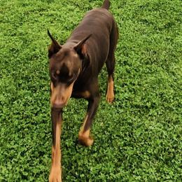 Doberman Pinscher All Grown Up from ObiesDobies