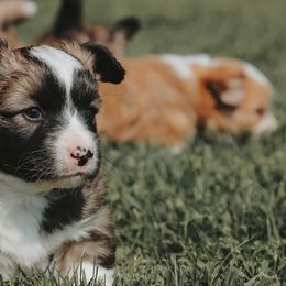 American Corgi and Pembroke Welsh Corgi Puppies from Witch Creek Corgis