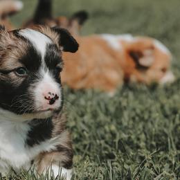 American Corgi and Pembroke Welsh Corgi Puppies from Witch Creek Corgis
