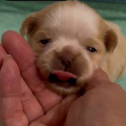 Opal - Cream and white female Shih Tzu puppy in Boaz, Alabama from Happy Haven Farm