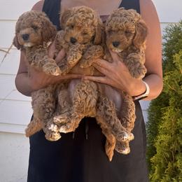 Poodle puppies from Sarah Lobbestael
