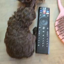 Charlotte - Brown female Poodle puppy in Mc Dade, North Carolina from Toy Poodles of NC