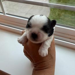 Prince - Black and white male Shih Tzu puppy in Kent, Washington from Exclusively Shih Tzu's LLC