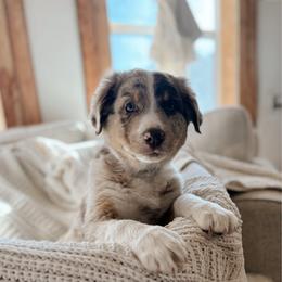 Redwood - Red merle male Australian Shepherd puppy in Midvale, Idaho from Canyon River Aussies