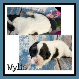 Wylie - Black white and tan male Cockapoo puppy in Lebanon, Missouri from Cobbs Creek Canines