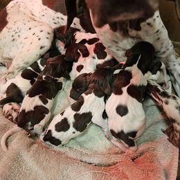 Girl 2 - Liver roan female German Shorthaired Pointer puppy in Henderson, Texas from C4 Gun Dogs