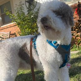 Ellie - Lagotto Romagnolo