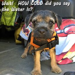 Border Terrier Puppies from Silli's Border Terriers