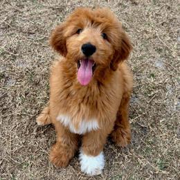 Titan - Goldendoodle