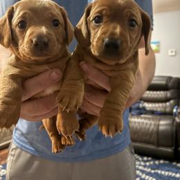 Boy 1 - Red male Dachshund puppy in Mobile, Alabama from Lady and the Tramp Dachshunds