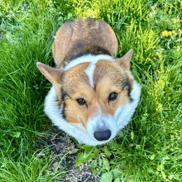Willie - Pembroke Welsh Corgi