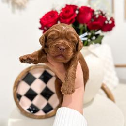 Caterpillar - Caramel red male Australian Labradoodle puppy in Palmdale, California from Pixie Doodle Paws