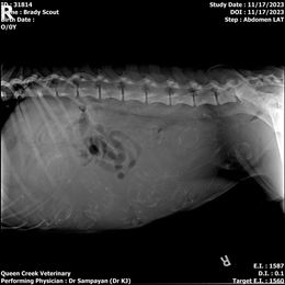 Goldendoodle Puppies from Scout-About Doodles