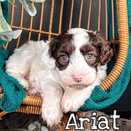 Ariat - Chocolate female Australian Labradoodle puppy in Decatur, Alabama from Southern Meadows Doodles