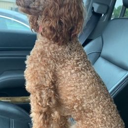 Poodles from Dianne Jackson