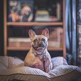 French Bulldog puppies from Willamette Valley Bullies